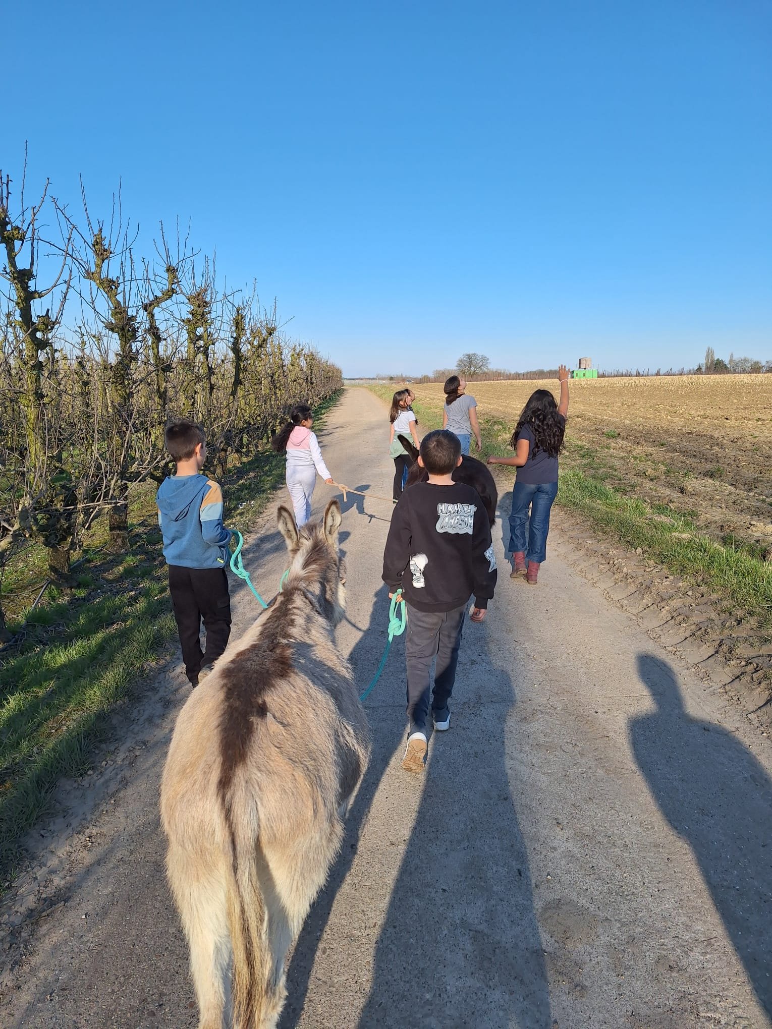kinderen wandelen met de ezel