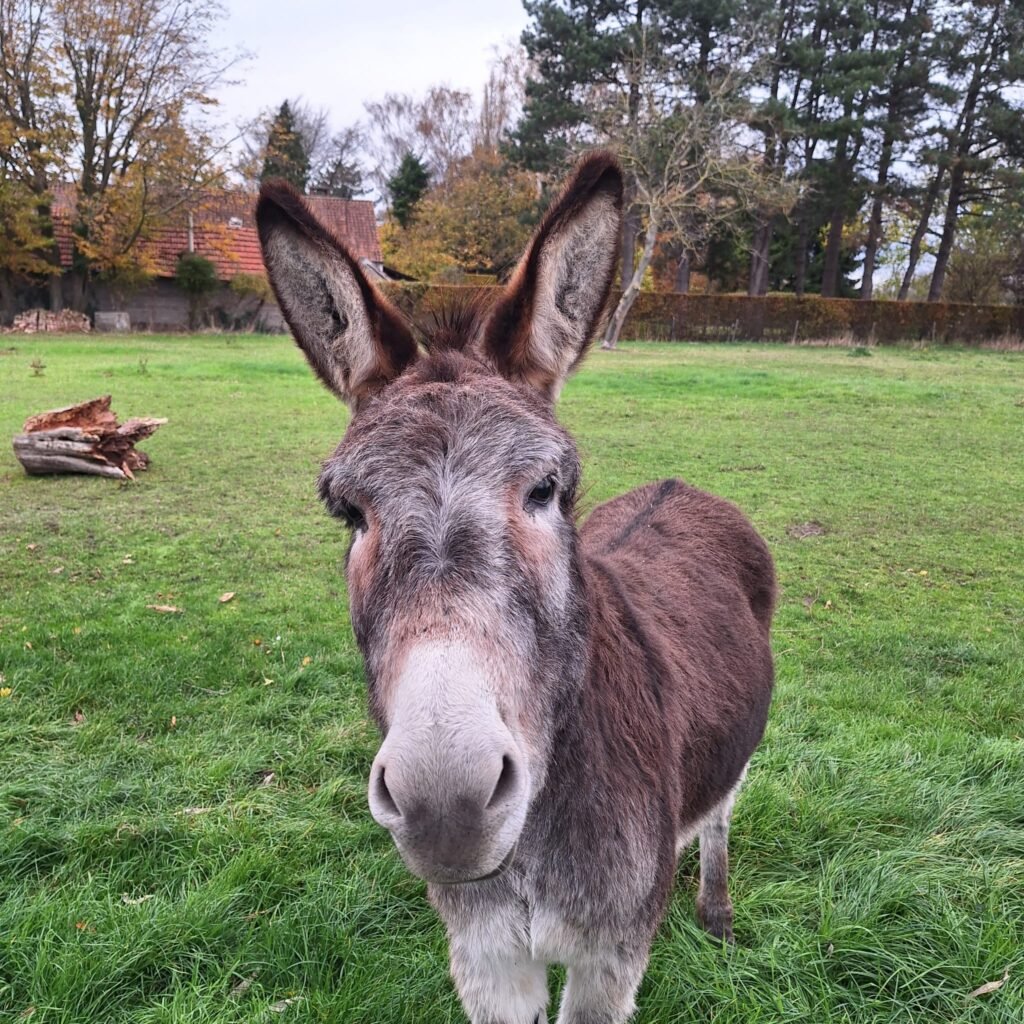 ezel Sjarel in de wei