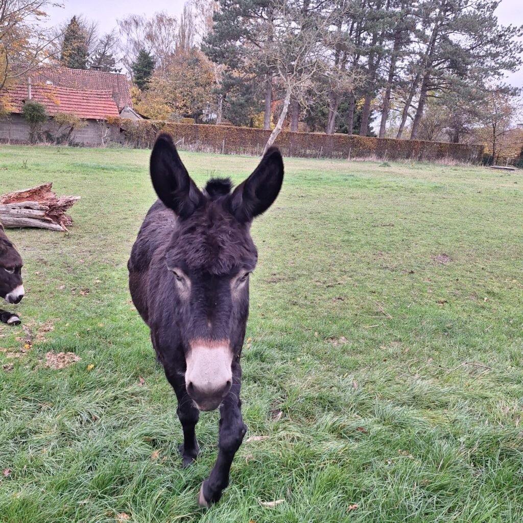 ezel Jasmina in de wei